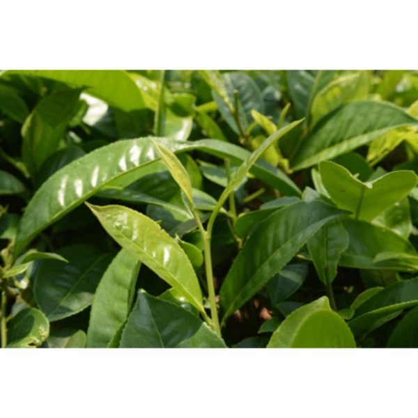Sonnentor Černý čaj aromatizovaný Vybraný Earl Grey BIO - sypaný (90 g)